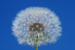 dandilion head and seeds