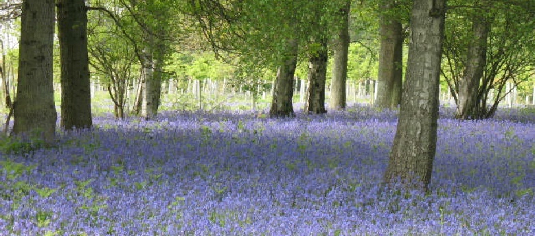 large - bluebell woods