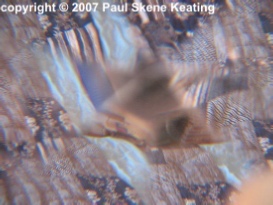 see through a glass darkly