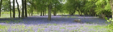 small - bluebell woods